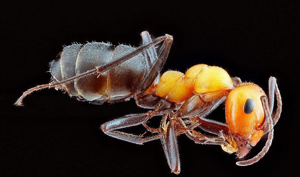 Ant Control service in Logan, UT