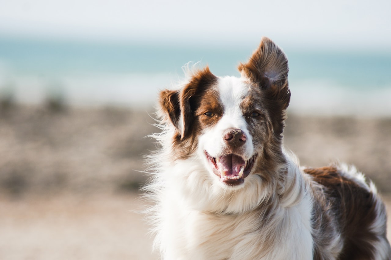 Flea & Tick Control service in Logan, UT