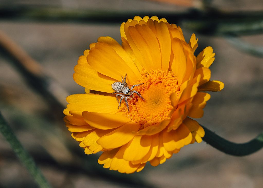 Spider Control service in Logan, UT